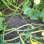 Allgemeines zum Thema Mulchverfahren beim Gemüse